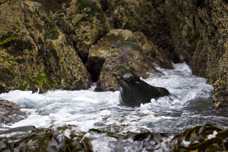 New Zealand Fur Sealion in Surf